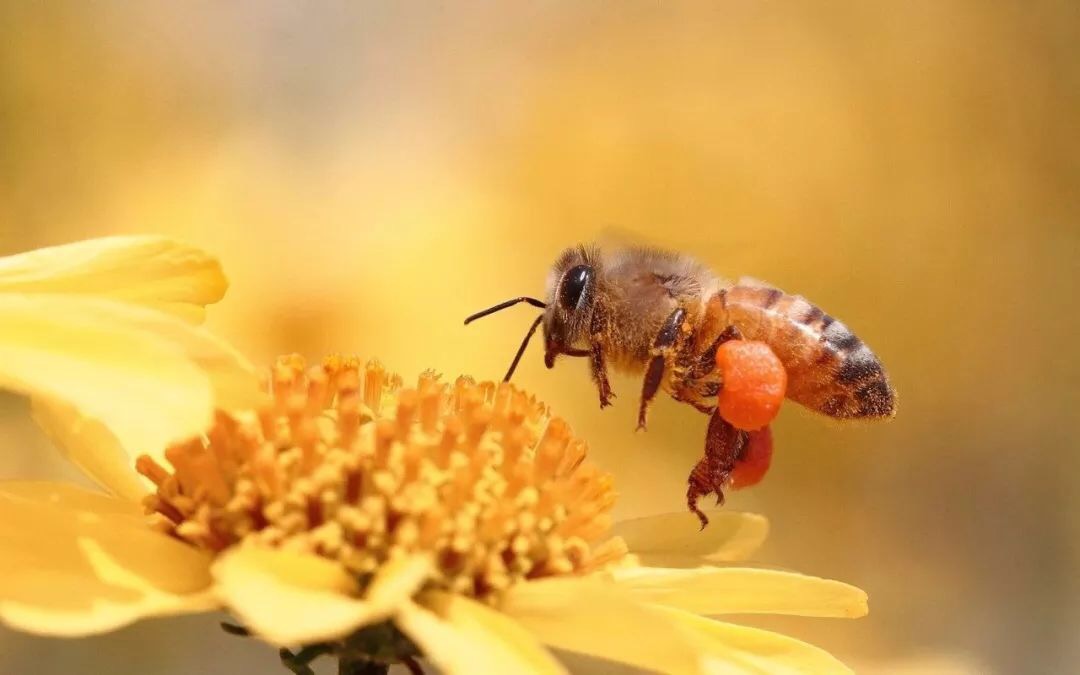 蜜蜂飞舞在地球上,传花授粉,让花朵绽放,妆点的世界多姿多彩